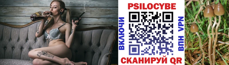 kraken ТОР Гатчина Псилоцибиновые грибы Psilocybe